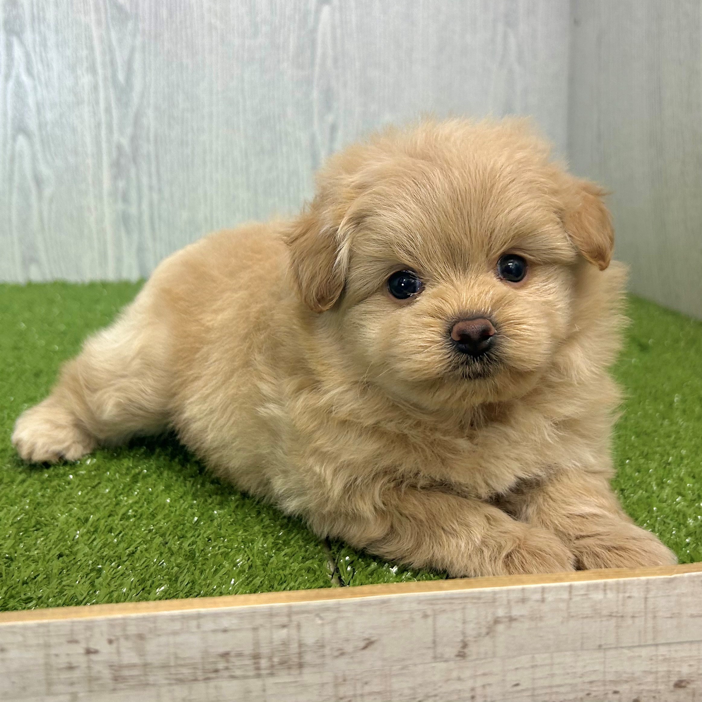 フルシリコン　仔犬ちゃん 🌟新入り仔犬ちゃんのご紹介🌟 | ペットショップ 犬の家&猫の里 | 子犬